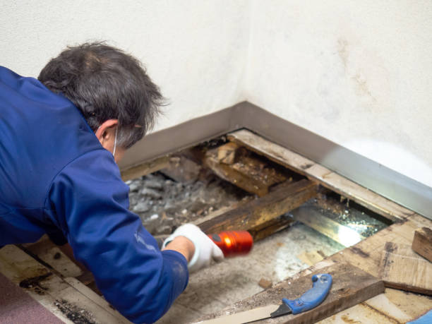 Home Mold Removal in Lawrenceburg, TN