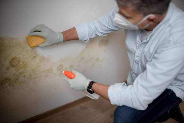 Best Attic Mold Removal  in Lawrenceburg, TN