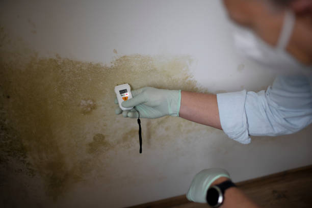 Best Residential Mold Removal  in Lawrenceburg, TN