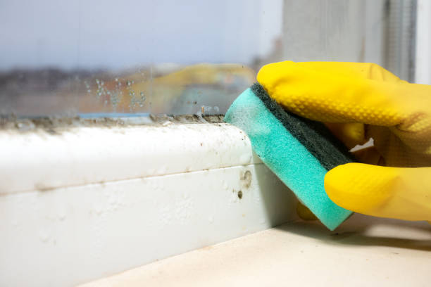 Best Black Mold Removal  in Lawrenceburg, TN