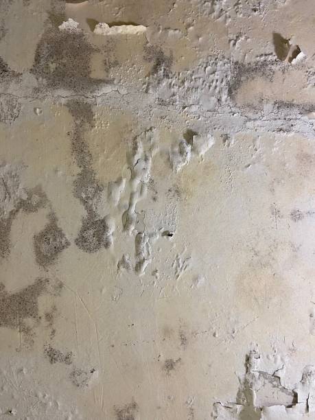 Best Mold Testing and Removal  in Lawrenceburg, TN