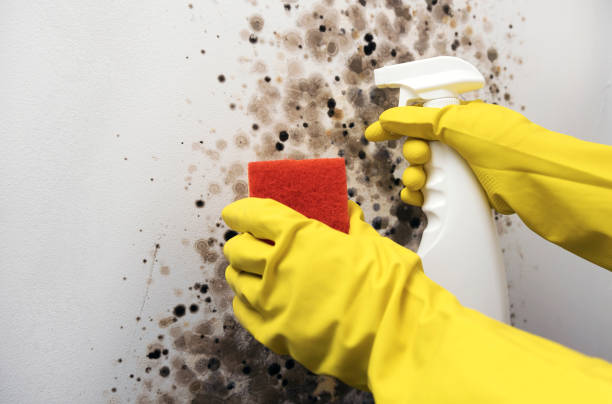 Attic Mold Removal in Lawrenceburg, TN