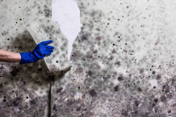 Best Affordable Mold Removal  in Lawrenceburg, TN