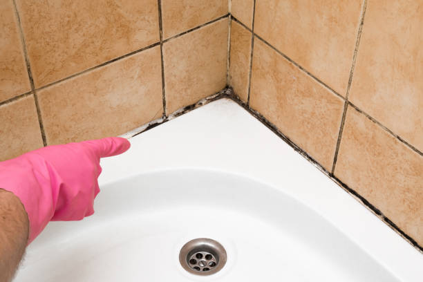 Best Mold Damage Repair  in Lawrenceburg, TN