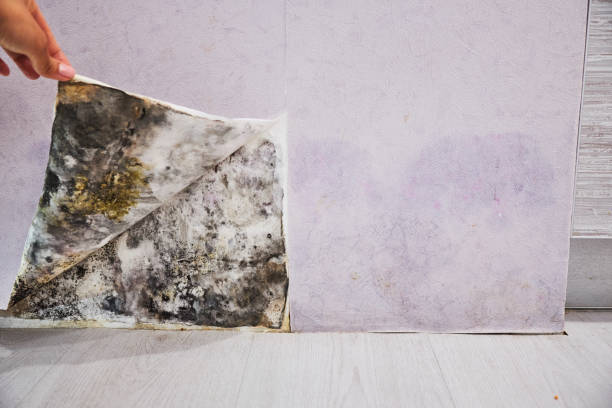 Best Fast Mold Removal  in Lawrenceburg, TN